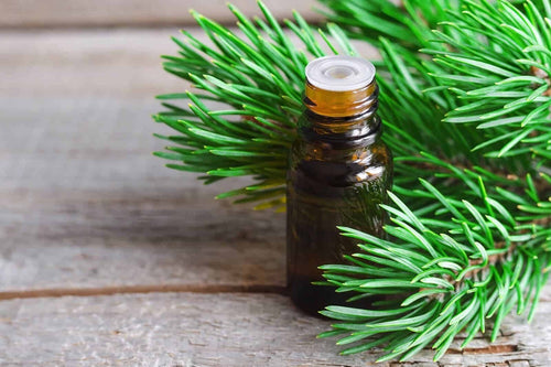 10ml Pine Essential Oil
